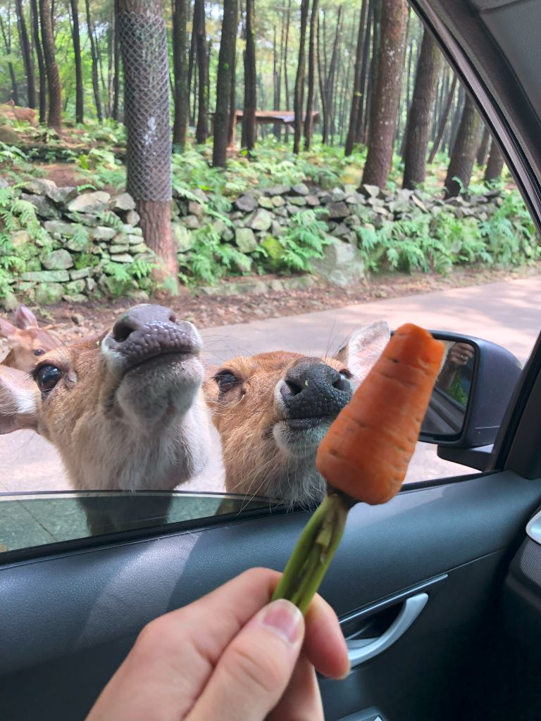 Feeding deer at Safari Park, East Java Indonesia
